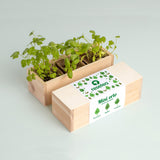 MINI ORTO DI ERBE AROMATICHE