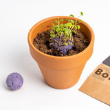 BOMBE DI SEMI FIORI SILVESTRI VIOLA