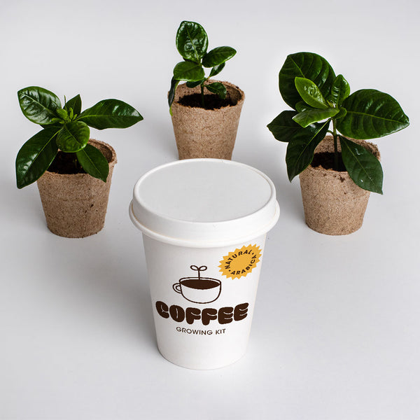 KIT DI COLTIVAZIONE DEL CAFFE'